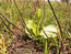 любка зеленоцветковая - черезвычайно  редкий  цветок